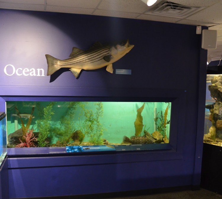 cape-cod-museum-of-natural-history-photo